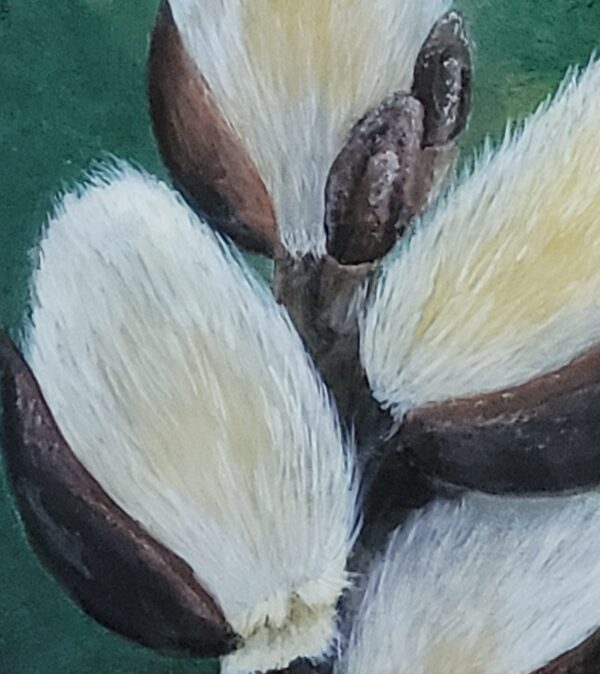 Clump of newly opened pussy willows in front of a textured green background